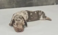 Lolly-lh (daple/creme, a female Miniature Dachshund for sale in Aiken, SC – 1 of 3