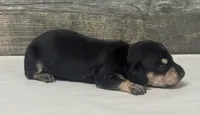 Champ (daple/creme/lh (all creme pt litter, a male Miniature Dachshund for sale in Aiken, SC – 3 of 3