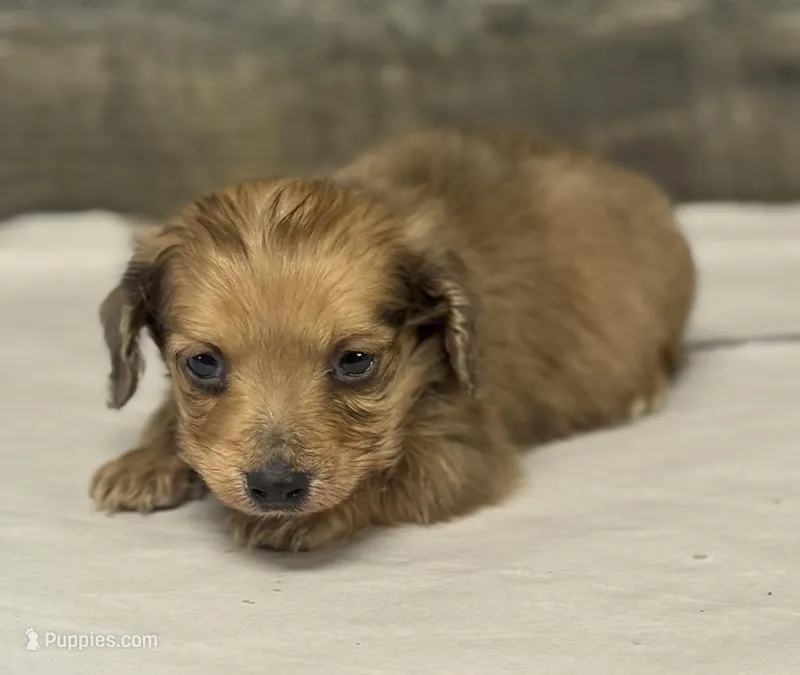 Wells-lh (creme daple (pet home only) – Miniature Dachshund puppy for sale in Aiken, SC