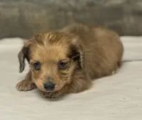 Wells-lh (creme daple (pet home only), a male Miniature Dachshund for sale in Aiken, SC – Photo 1 of 3