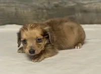 Wells-lh (creme daple (pet home only), a male Miniature Dachshund for sale in Aiken, SC – Photo 3 of 3