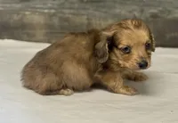 Wells-lh (creme daple (pet home only), a male Miniature Dachshund for sale in Aiken, SC – Photo 2 of 3