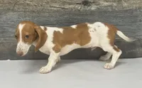Spuds (lh/creme/pie/- Russian dad, a male Miniature Dachshund for sale in Aiken, SC – 4 of 4