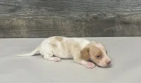 Link (lh/deluite/creme/pie-russian dad, a male Miniature Dachshund for sale in Aiken, SC – 3 of 3
