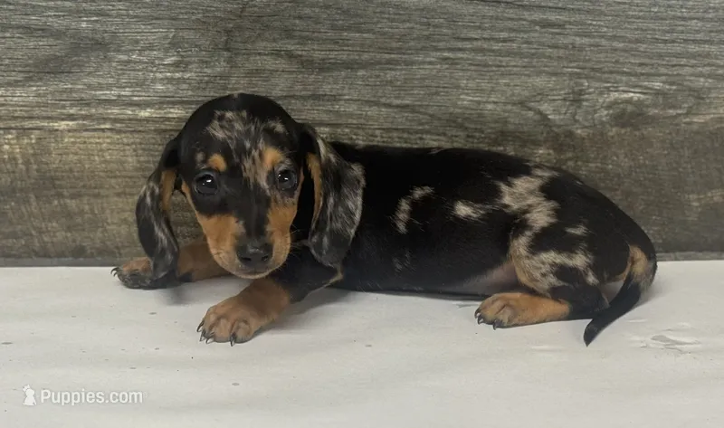 Chips (daple/creme – Miniature Dachshund puppy for sale in Aiken, SC