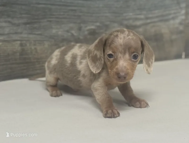 Whiskey (daple/lh/creme/pie – Miniature Dachshund puppy for sale in Aiken, SC