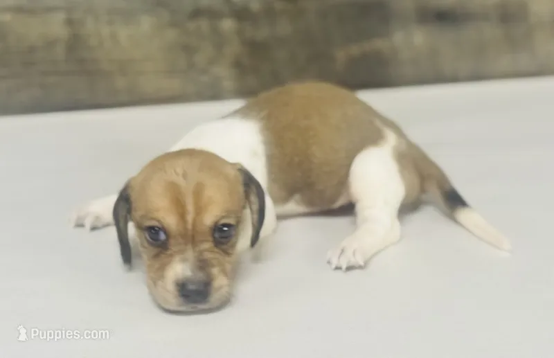 Waffles (crème/pie/lh -Russian dad – Miniature Dachshund puppy for sale in Aiken, SC