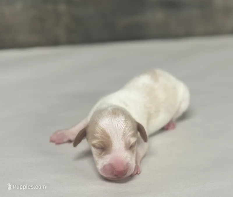 Crèmesickle (Deluite/pie/creme/deluit-russian dad – Miniature Dachshund puppy for sale in Aiken, SC