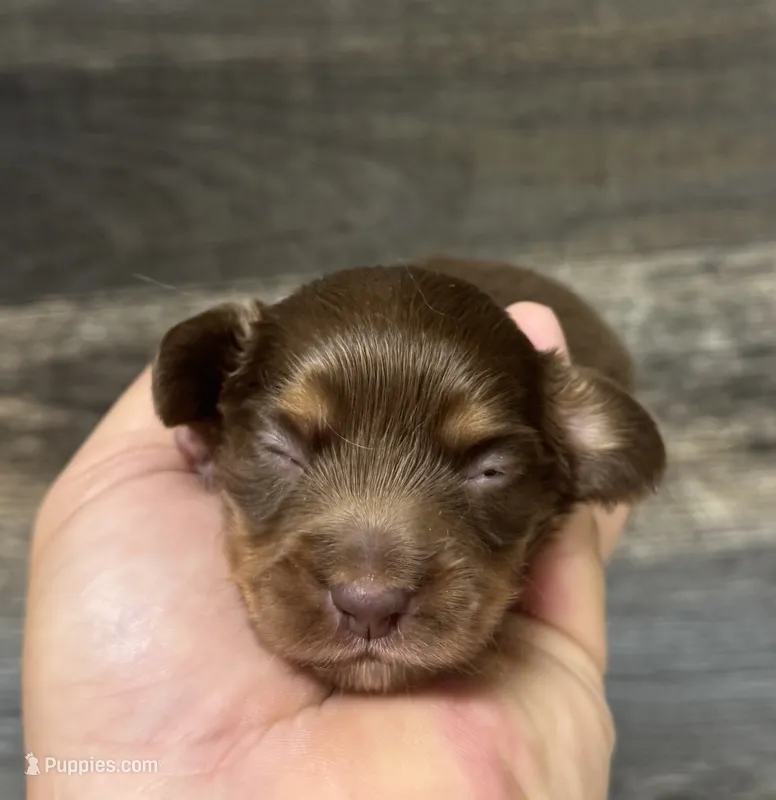 Coco-lh (daple/creme/piebald/deluite – Miniature Dachshund puppy for sale in Aiken, SC