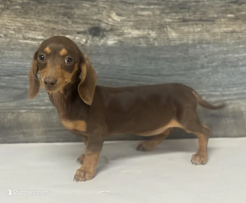 Coco (daple/creme/pie/lh – Miniature Dachshund puppy for sale in Aiken, SC
