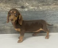 Coco (daple/creme/pie/lh, a female Miniature Dachshund for sale in Aiken, SC – Photo 1 of 2