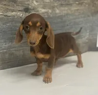 Coco (daple/creme/pie/lh, a female Miniature Dachshund for sale in Aiken, SC – Photo 2 of 2