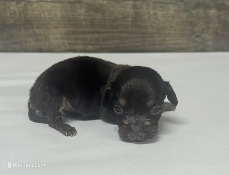 Gator-lh (daple/creme – Miniature Dachshund puppy for sale in Aiken, SC