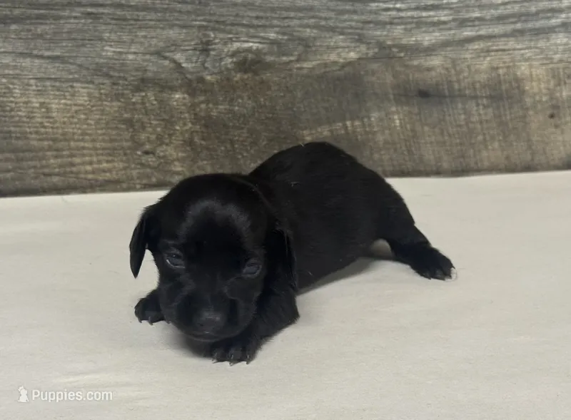 Ace (pied/daple/creme/lh – Miniature Dachshund puppy for sale in Aiken, SC