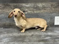 Link (crème-sh, a male Miniature Dachshund for sale in Aiken, SC – 1 of 3