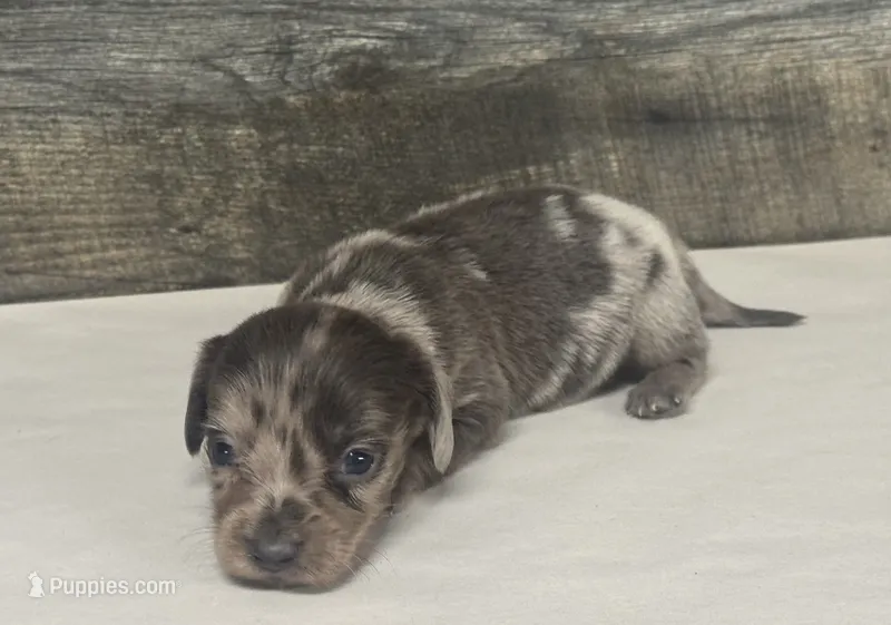 Gomez-lh (daple/lh/creme – Miniature Dachshund puppy for sale in Aiken, SC