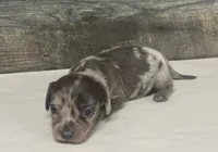 Gomez-lh (daple/lh/creme, a male Miniature Dachshund for sale in Aiken, SC – 1 of 2
