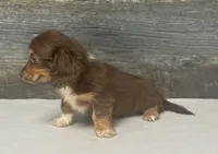 Coco-lh (crème/deluite/daple/pie, a female Miniature Dachshund for sale in Aiken, SC – 2 of 3
