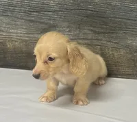 Cash-lh (crème/daple) (pet home), a male Miniature Dachshund for sale in Aiken, SC – 2 of 2