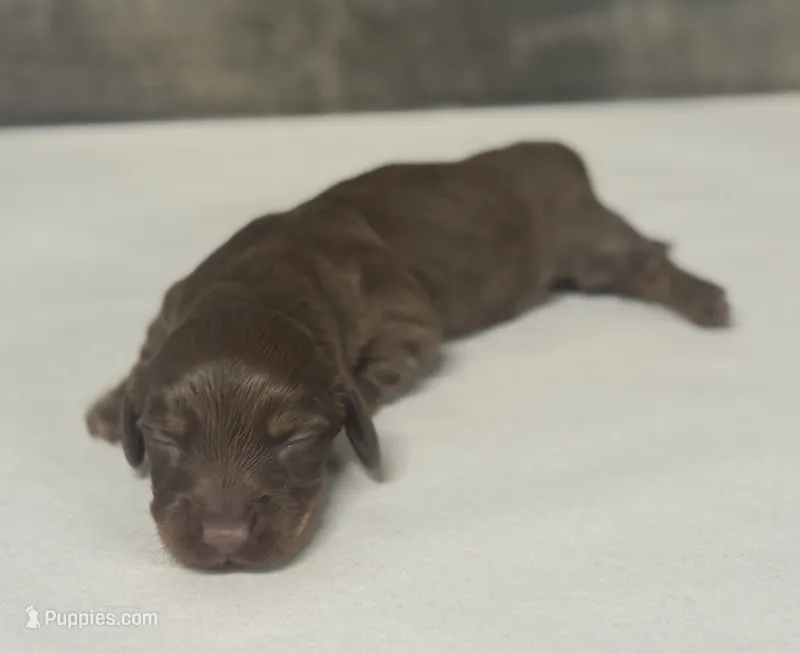 Coco-lh (daple/creme – Miniature Dachshund puppy for sale in Aiken, SC