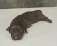 Coco-lh (daple/creme, a female Miniature Dachshund for sale in Aiken, SC – 1 of 2