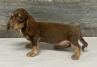 Max-lh (crème/daple/deluite, a male Miniature Dachshund for sale in Aiken, SC – 3 of 3