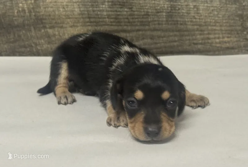 Buddy (daple/deluite/creme/lh – Miniature Dachshund puppy for sale in Aiken, SC