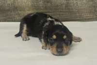 Buddy (daple/deluite/creme/lh, a male Miniature Dachshund for sale in Aiken, SC – 1 of 3