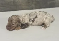 Bruno-lh (daple/creme, a male Miniature Dachshund for sale in Aiken, SC – 2 of 2