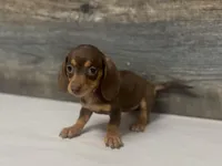 Coco (crème/lh/deluite/daple/pie, a female Miniature Dachshund for sale in Aiken, SC – Photo 2 of 2
