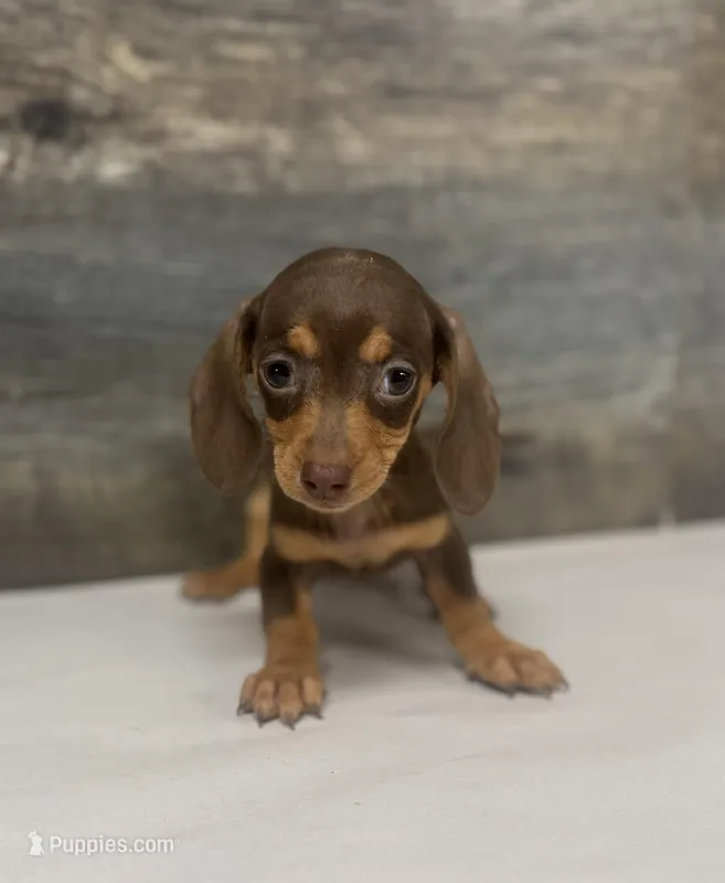Coco (crème/lh/deluite/daple/pie, a female Miniature Dachshund for sale in Aiken, SC – Photo 1 of 2