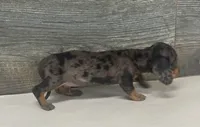 Bud (lh/creme, a male Miniature Dachshund for sale in Aiken, SC – 2 of 3