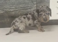 Gomez (daple/creme/deluite/lh, a male Miniature Dachshund for sale in Aiken, SC – Photo 2 of 3