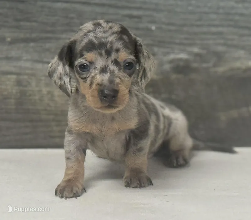 Gomez (daple/creme/deluite/lh – Miniature Dachshund puppy for sale in Aiken, SC