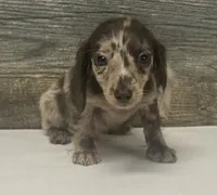 Gomes-lh, a male Miniature Dachshund for sale in Aiken, SC – 1 of 3