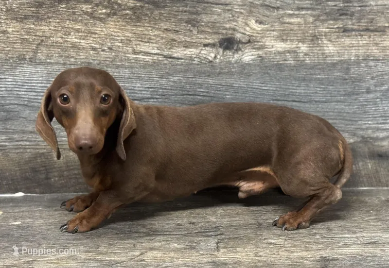 Fudge (daple/lh/deluite