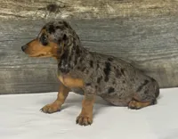 Ginger (daple/creme, a female Miniature Dachshund for sale in Aiken, SC – 2 of 2