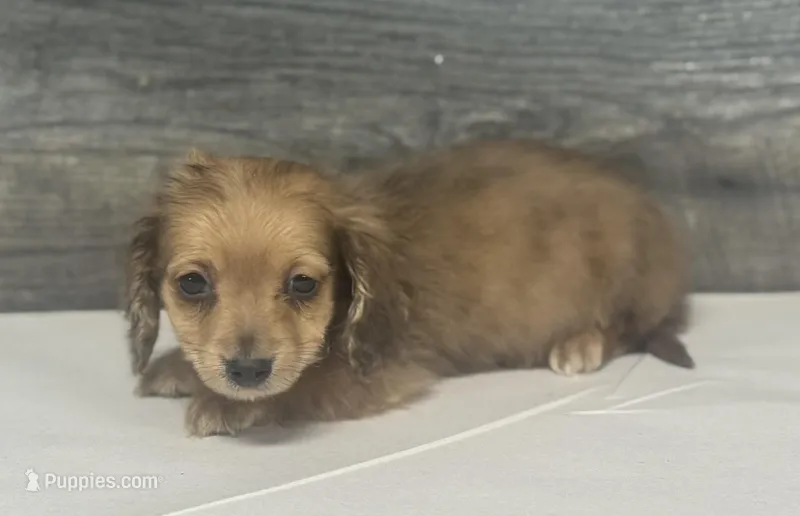 Wells-lh (pet home only – Miniature Dachshund puppy for sale in Aiken, SC