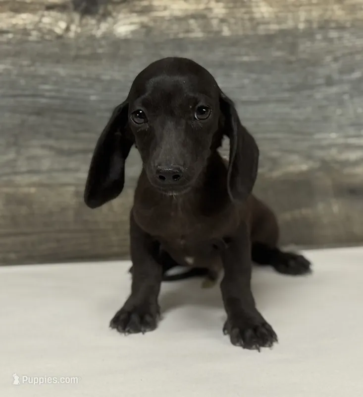 Dom (lh/creme/pie – Miniature Dachshund puppy for sale in Aiken, SC