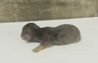 Lady (daple/creme/lh, a female Miniature Dachshund for sale in Aiken, SC – 2 of 3