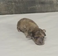 Wells-lh (crème/daple-creme, a male Miniature Dachshund for sale in Aiken, SC – 2 of 2