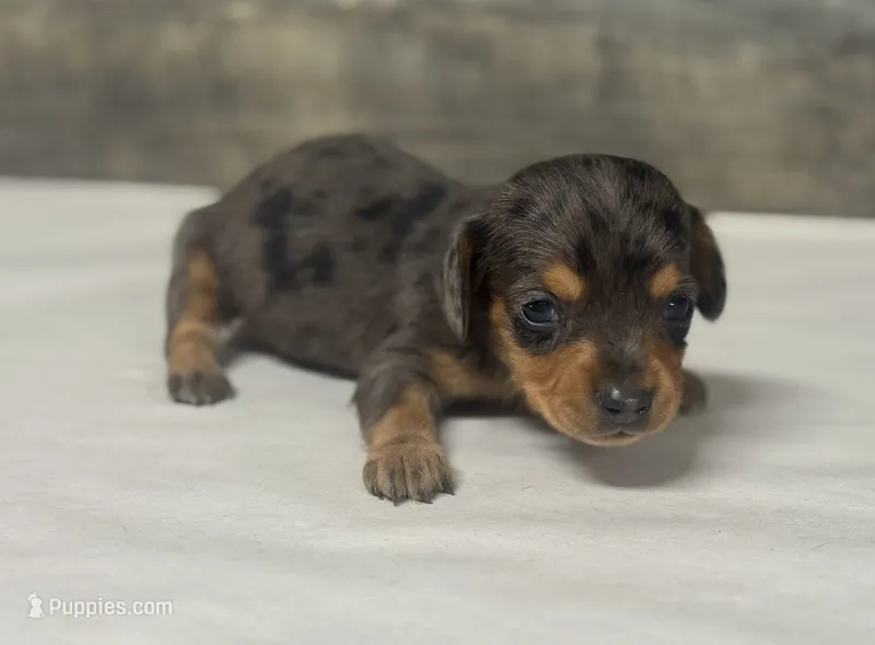 Baby (daple/lh/creme – Miniature Dachshund puppy for sale in Aiken, SC