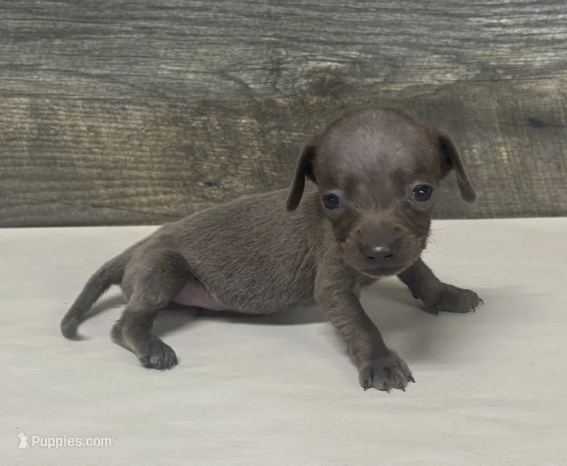 Tank ( daple/lh – Miniature Dachshund puppy for sale in Aiken, SC