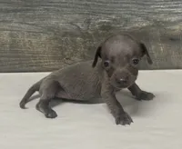 Tank ( daple/lh, a male Miniature Dachshund for sale in Aiken, SC – 1 of 2
