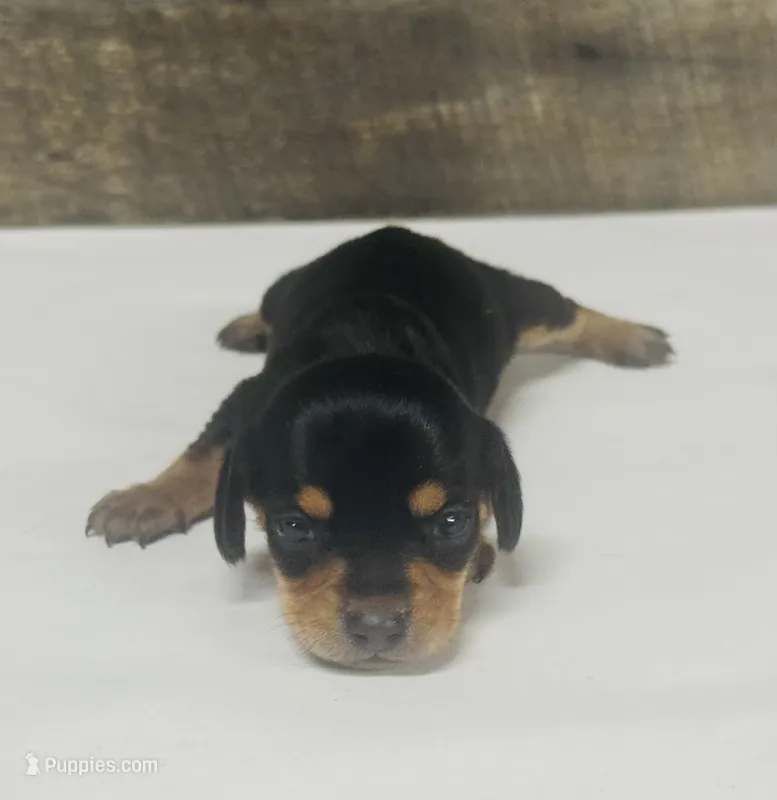 Saddie ( daple/creme/lh – Miniature Dachshund puppy for sale in Aiken, SC