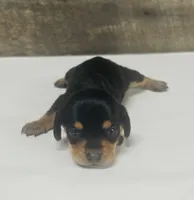 Saddie ( daple/creme/lh, a female Miniature Dachshund for sale in Aiken, SC – 1 of 3