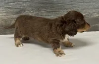 Brownie-lh , a male Miniature Dachshund for sale in Aiken, SC – 2 of 2