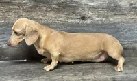 Whisper (daple/deluite/lh (can be akc), a female Miniature Dachshund for sale in Aiken, SC – 2 of 3