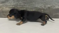 Lilly (crème/dapple/lh, a female Miniature Dachshund for sale in Aiken, SC – 2 of 2