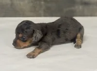 Baby (daple/lh/creme, a female Miniature Dachshund for sale in Aiken, SC – 2 of 2